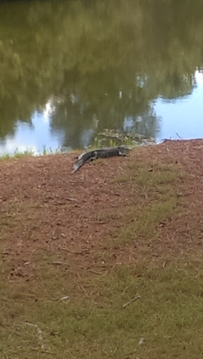 Park «Pigeon Point Park», reviews and photos, 1521 Pigeon Point Rd, Beaufort, SC 29902, USA
