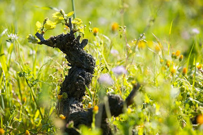Domaine Giudicelli à Patrimonio