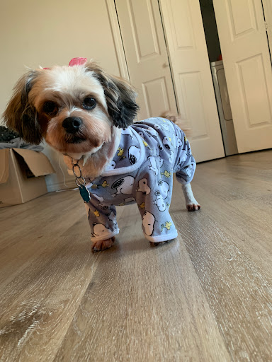 Pet Supply Store «PetSmart», reviews and photos, 4045 Dowlen Rd, Beaumont, TX 77706, USA