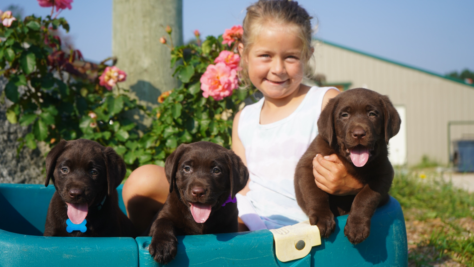 Sutton Labrador Retrievers