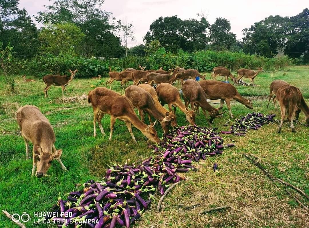 Daging Rusa Frozen