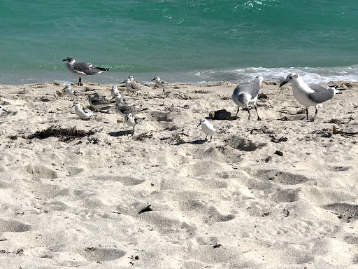 Bus Tour Agency «Miami Double Decker», reviews and photos, 303 Lincoln Rd, Miami Beach, FL 33139, USA