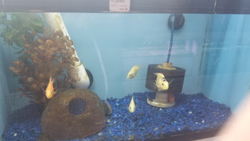 Pet Store «Fins Feathers Paws Claws», reviews and photos, 201 Station Rd, Quakertown, PA 18951, USA