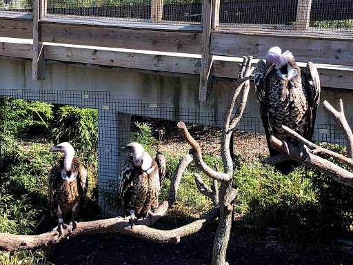 Transit Stop «Dallas Zoo Station», reviews and photos, 614 S. Ewing Avenue, Dallas, TX 75203, USA