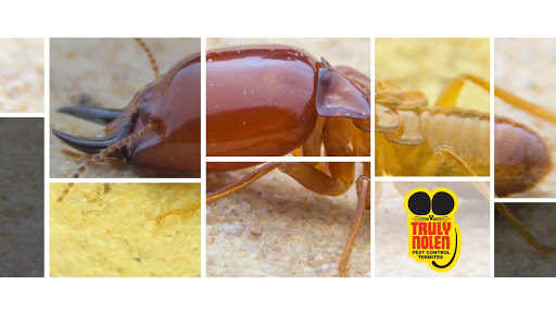 Truly Nolen Pest & Termite Control 👍 Groveport