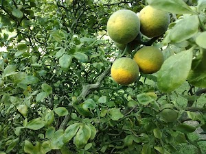 Cossey Botanical Park - photo 44