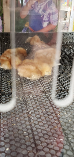 Home Improvement Store «Tractor Supply Co.», reviews and photos, 3239 Harrison St, Batesville, AR 72501, USA