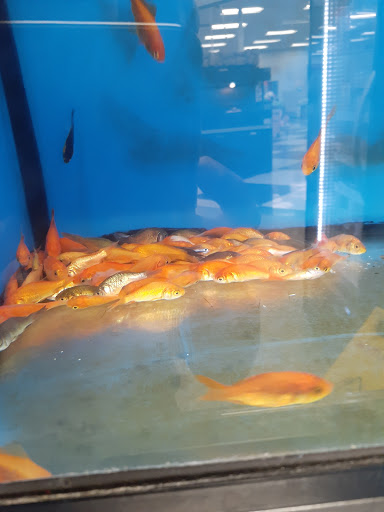 Pet Supply Store «Petco Animal Supplies», reviews and photos, 1410 N Loop 336 W, Conroe, TX 77304, USA