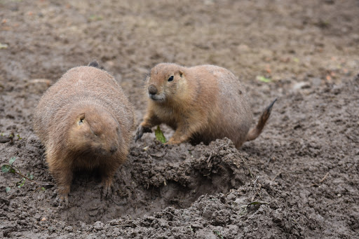 Zoo «Potawatomi Zoo», reviews and photos, 500 S Greenlawn Ave, South Bend, IN 46615, USA