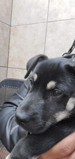 Pet Supply Store «Pets Plus - Bensalem», reviews and photos, 1336 Bristol Pike, Bensalem, PA 19020, USA