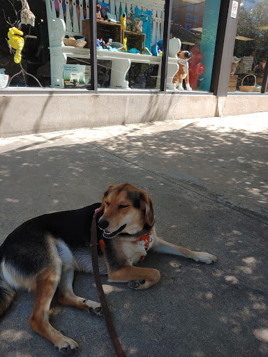 Dog Trainer «Dog Door Behavior Center and Outfitters», reviews and photos, 1 Battle Square A, Asheville, NC 28801, USA