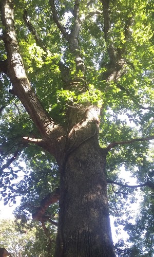 Kenmore Park - photo 55