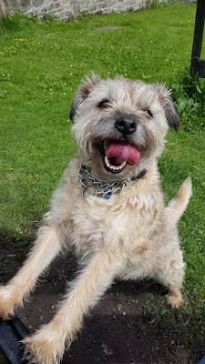 Pet Styling By Sarah