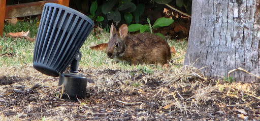 Golf Club «Raptor Bay Golf Club», reviews and photos, 23001 Coconut Point Resort Dr, Estero, FL 33928, USA