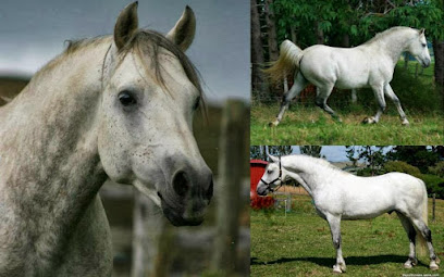 Talisman Farm Sport Horses & Ponies