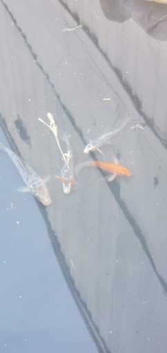 Pet Supply Store «Petco Animal Supplies», reviews and photos, 12551 Jefferson Ave #119, Newport News, VA 23602, USA