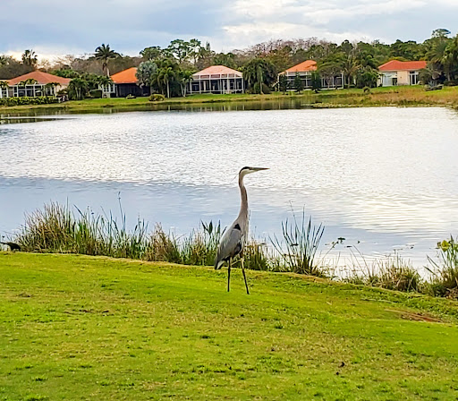Country Club «Ironhorse Country Club», reviews and photos, 8055 Ironhorse Blvd, West Palm Beach, FL 33412, USA