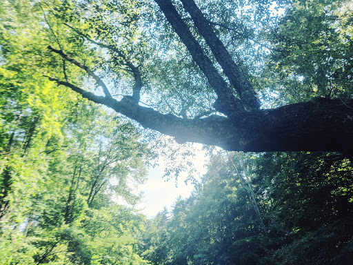 Water Park «Helen Tubing & Helen Water Park», reviews and photos, 222 Edelweiss Strasse, Helen, GA 30545, USA