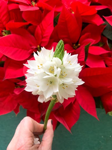 Florist «Blooms Of Wayne», reviews and photos, 2075 Hamburg Turnpike, Wayne, NJ 07470, USA