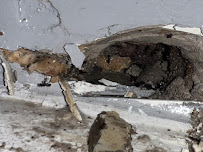 Pride Pest Control - Photo 7 - Car repair in Flushing, NY, Queens