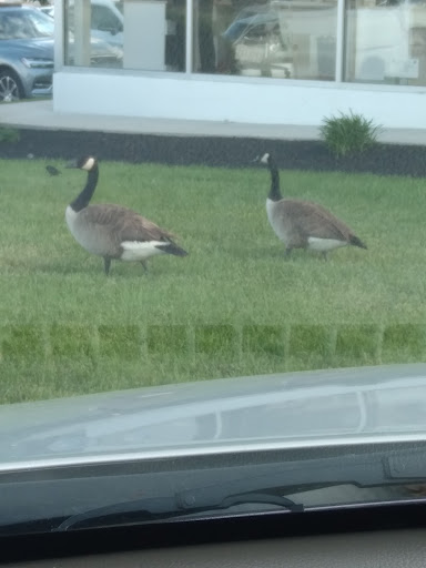 Car Dealer «Volvo Cars Silver Spring», reviews and photos, 3121 Automobile Blvd, Silver Spring, MD 20904, USA