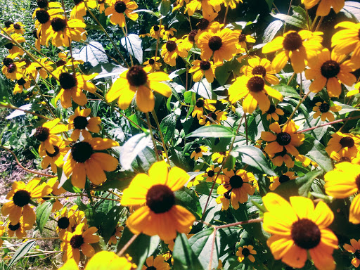 Nature Preserve «Scio Woods Preserve», reviews and photos, Scio Church Rd, Ann Arbor, MI 48103, USA