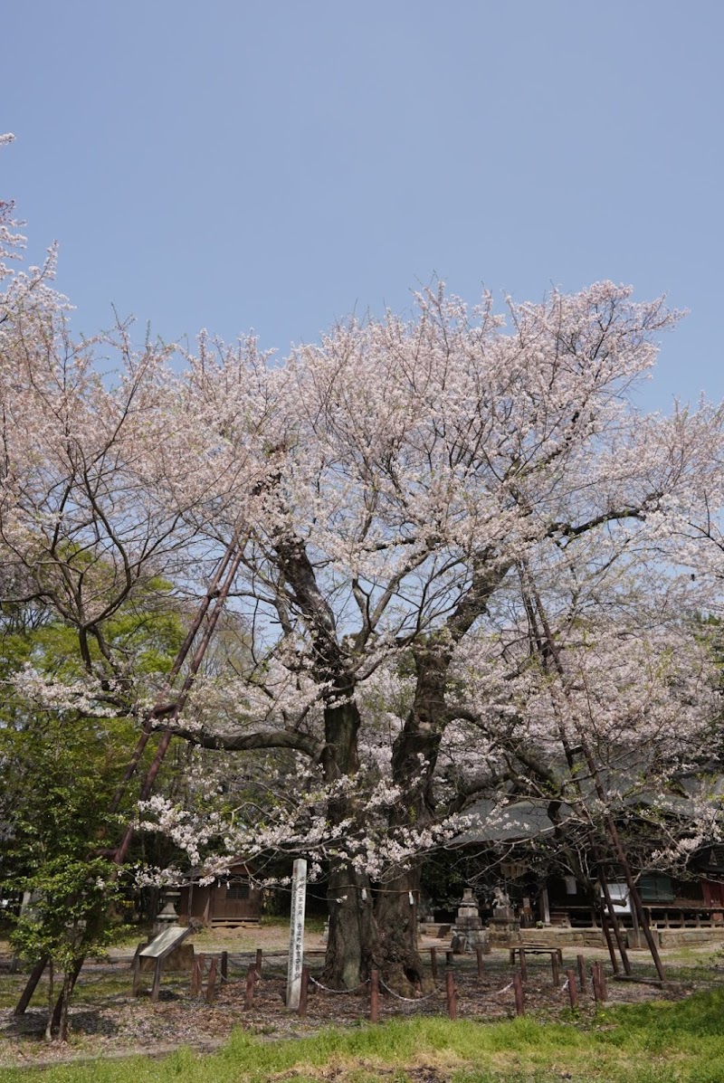 長柄神社の桜(エドヒガン)