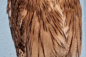 Jambs Owls image