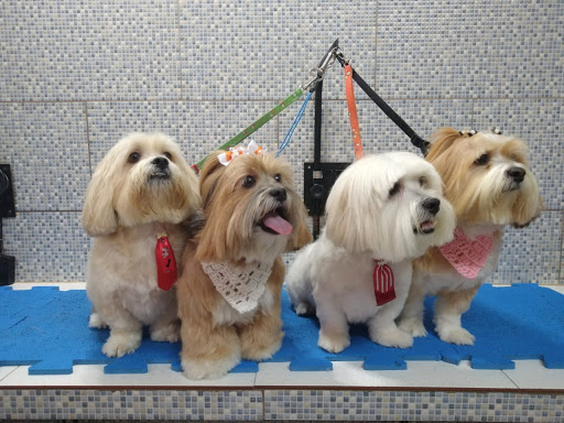 Logo da empresa - Pet Prado