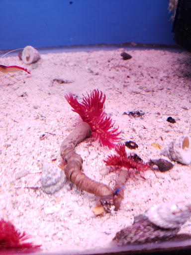 Pet Supply Store «Monrovia Tropical Fish», reviews and photos, 603 W Huntington Dr, Monrovia, CA 91016, USA