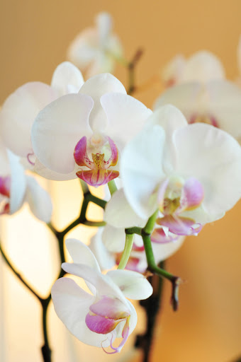 Bed & Breakfast «1795 Acorn Inn Bed and Breakfast», reviews and photos, 4508 NY-64, Canandaigua, NY 14424, USA