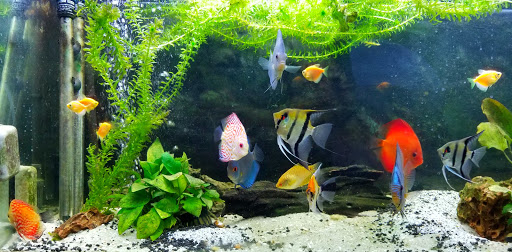 Tropical Fish Store «Shipwreck Cove Custom Aquariums», reviews and photos, 215 S El Camino Real, Encinitas, CA 92024, USA