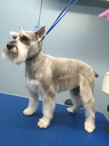 Pet Store «Doggy Dog World Inc», reviews and photos, 2552 Coney Island Ave, Brooklyn, NY 11223, USA