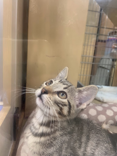 Pet Supply Store «PetSmart», reviews and photos, 131 Highlands Blvd Dr, Manchester, MO 63011, USA