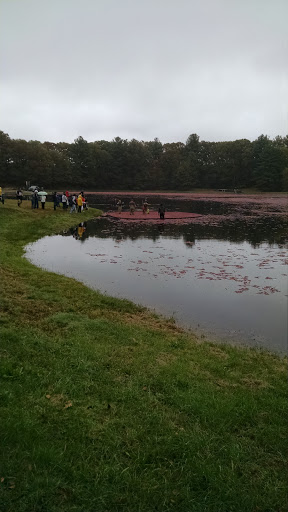 Nature Preserve «The Nature Trail and Cranberry Bog», reviews and photos, 252 Patriot Pl, Foxborough, MA 02035, USA