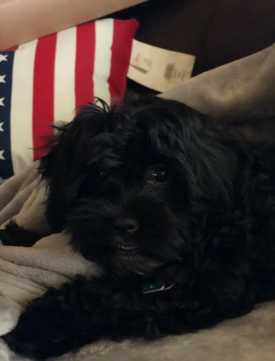 Pet Store «Little Paws Dog Shop LLC», reviews and photos, 19 E Main St, Palmyra, PA 17078, USA