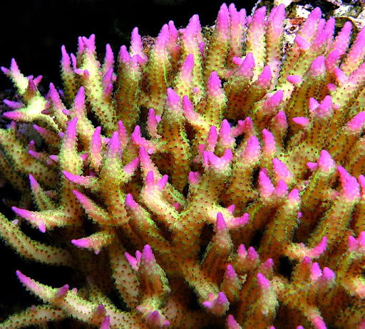 Tropical Fish Store «Blue Earth Corals & Aquariums», reviews and photos, 5791 Desoto Rd, Lake Worth, FL 33463, USA