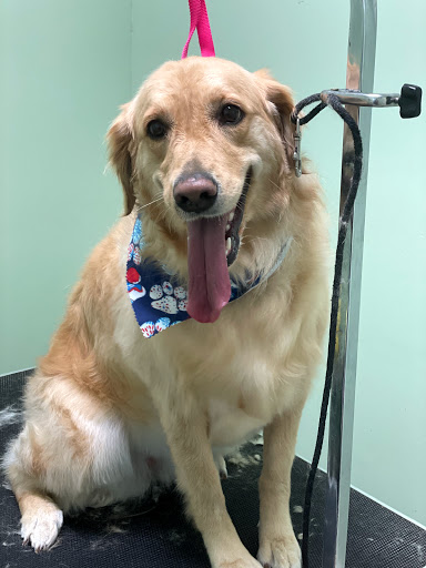 Pet Groomer «Doggie Style Bowtique», reviews and photos, 1713 Westport Rd, Kansas City, MO 64111, USA