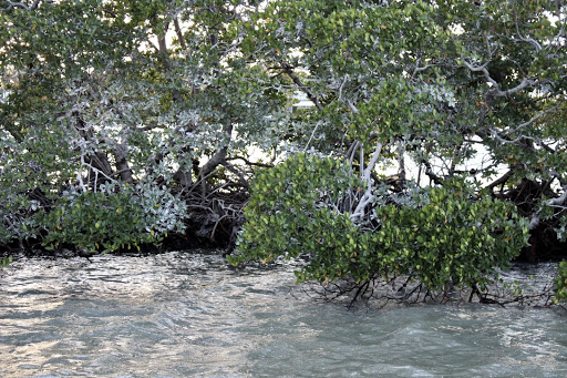 Boat Tour Agency «Good Time Charters», reviews and photos, 4765 Estero Blvd, Fort Myers Beach, FL 33931, USA