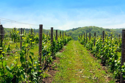 Winery «45 North Vineyard & Winery», reviews and photos, 8580 E Horn Rd, Lake Leelanau, MI 49653, USA