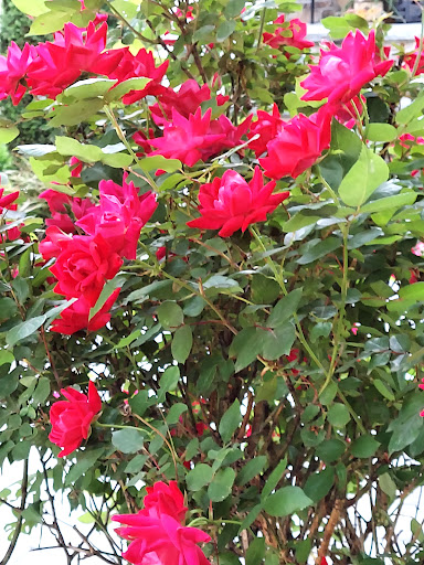 Modern Art Museum «The Museum of Modern Art», reviews and photos, 11 W 53rd St, New York, NY 10019, USA