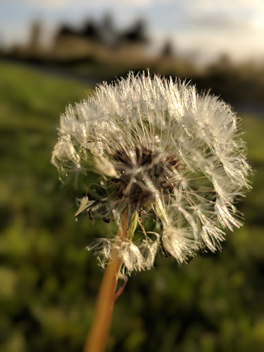 Park «Maple Leaf Reservoir Park», reviews and photos, 1020 NE 82nd St, Seattle, WA 98115, USA