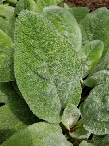 Garden «Wing Haven», reviews and photos, 248 Ridgewood Ave, Charlotte, NC 28209, USA