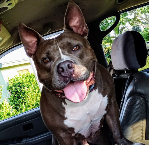 Pet Supply Store «PetSmart», reviews and photos, 1800 Evans Rd, Melbourne, FL 32904, USA