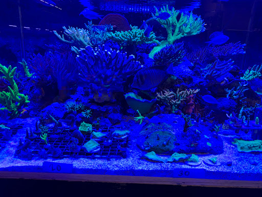 Aquarium «Coral Logic Aquarium LLC», reviews and photos, 7860 Gate Pkwy #108, Jacksonville, FL 32256, USA