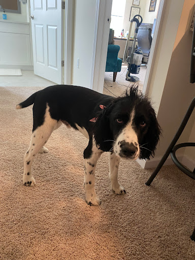 Jackie’s Pet Salon