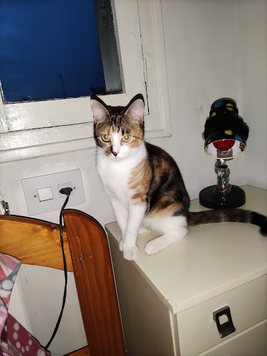 Centro Veterinario Parque Oeste Sl en Alcorcón