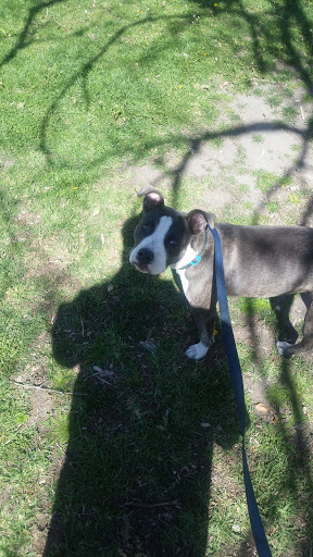 Park «Veterans Park», reviews and photos, 4554 Avenida Granada, Cypress, CA 90630, USA