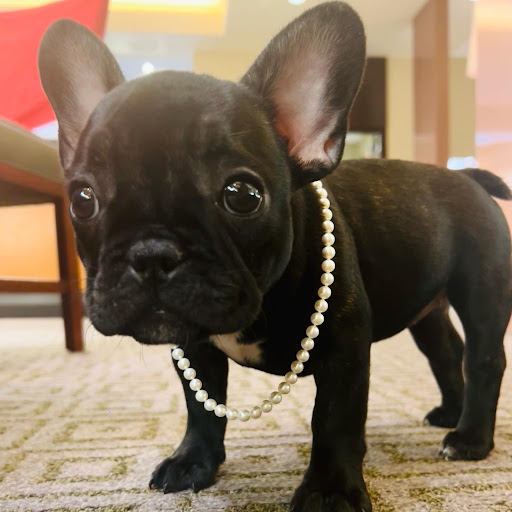 Jewelry Store «Jared The Galleria of Jewelry», reviews and photos, 2206 W Brandon Blvd, Brandon, FL 33511, USA