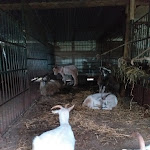 Photo n°33 de l'avis de Maria.o fait le 25/05/2019 à 21:48 sur le  Cucina Casareccia Sas Da Sabatino à Pozzuoli